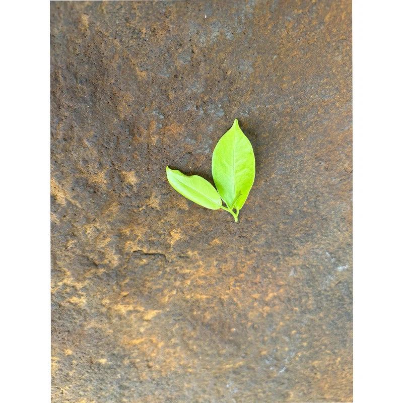 Planche de rouille (3D)